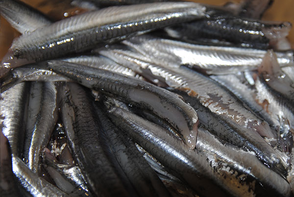 Receta de Boquerones fritos a la andaluza paso a paso